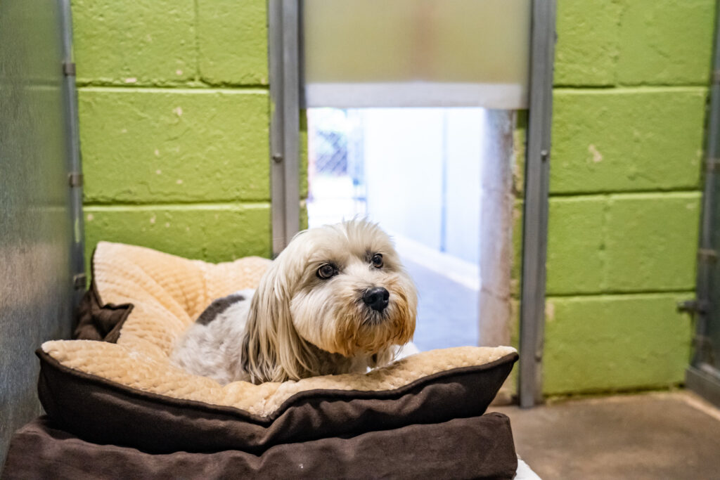 Woodpoint Bed&Biscuit220